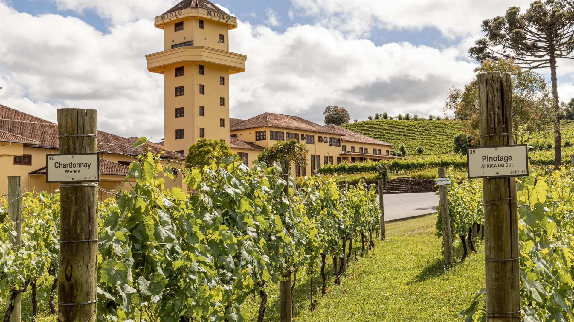 Tour Italiano Premium com 03 Vinícolas + Epopeia Italiana