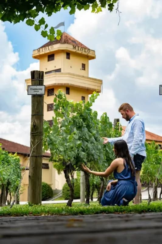 Passeio pelo Vale dos Vinhedos com casal entre parreiras da vinícola Miolo